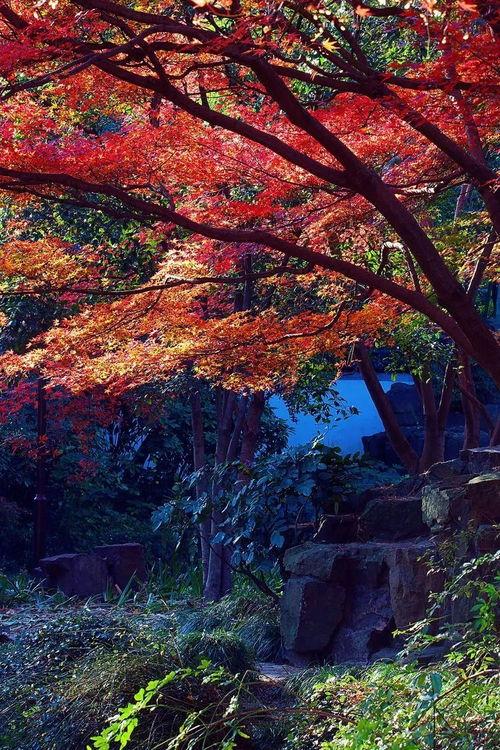 秋霞在线观看秋1,秋1精彩剧情,带你领略秋日浪漫 第1张 秋霞在线观看秋1,秋1精彩剧情,带你领略秋日浪漫 第1张